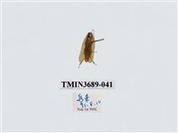 藏品(蜚蠊(2))的圖片